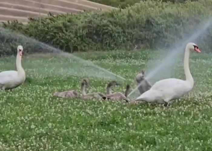 Lejlighed Istrabella